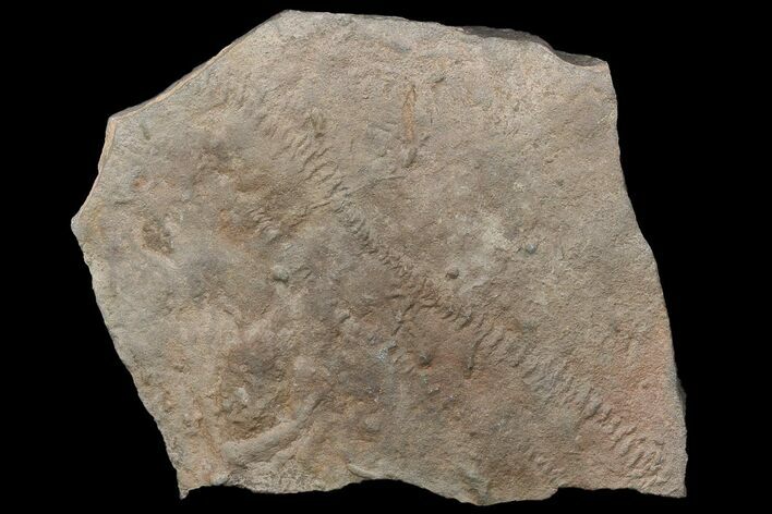 Cruziana (Fossil Trilobite Trackway) - Morocco #118308